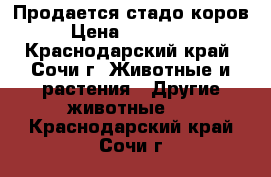 Продается стадо коров › Цена ­ 600 000 - Краснодарский край, Сочи г. Животные и растения » Другие животные   . Краснодарский край,Сочи г.